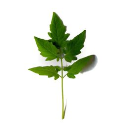 Close-up of plant against white background