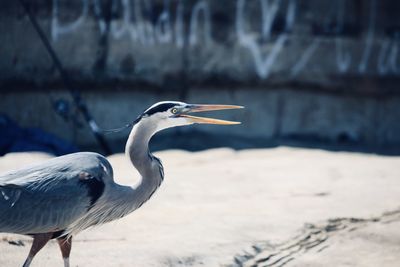 Close-up of a bird