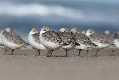 Sea birds standing on the beach