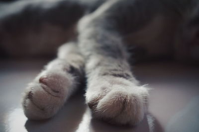 Close-up of cat sleeping