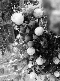 Close-up of fruits on tree