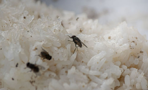 Close-up of fly on white flower