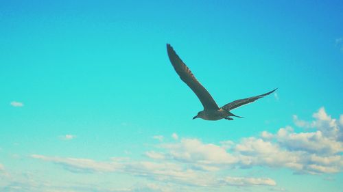 Low angle view of eagle flying against clear blue sky