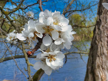 Close-up of white cherry blossoms in spring