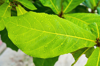 Close-up of wet plant leaves