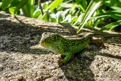 Close-up of lizard on rock