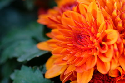 Close-up of orange flower