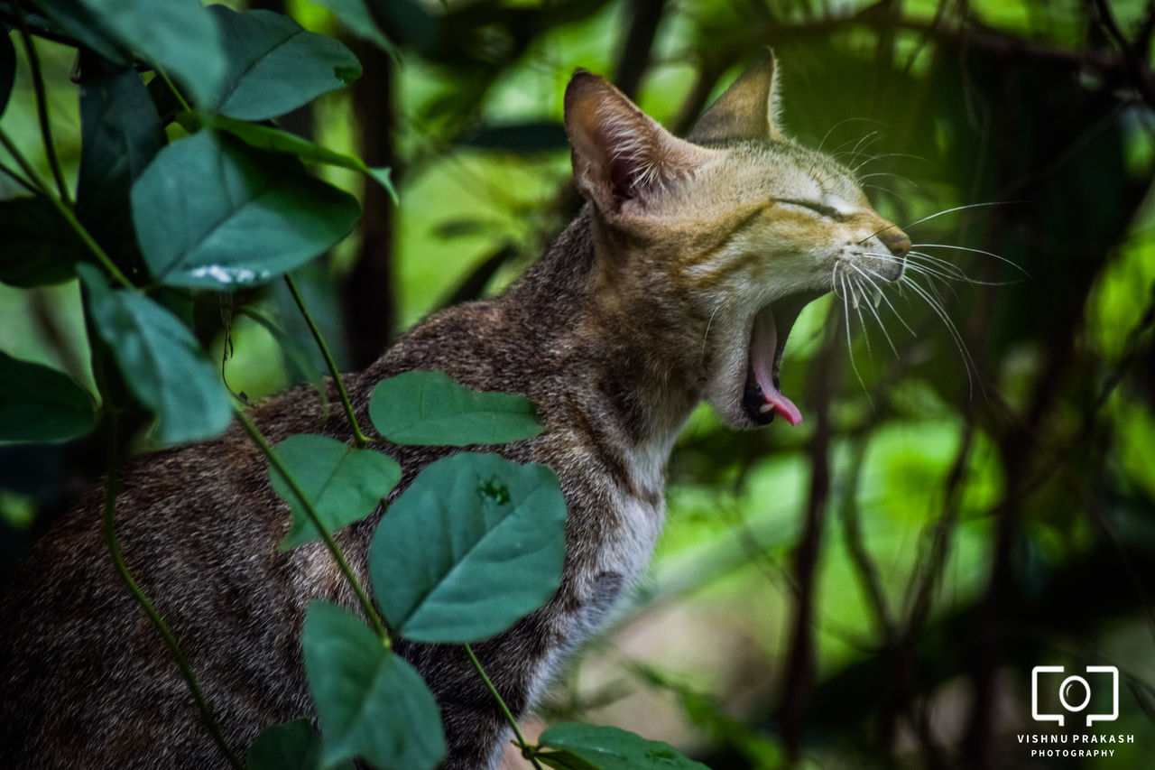 CLOSE-UP OF CAT BY PLANT