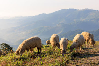 Flock of white sheep grazing in a hill at sunrise in the morning and mountain fog clear sky 