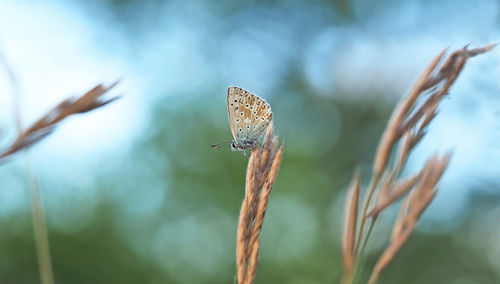 Butterfly on dried grass