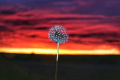 Close-up of dandelion against sky