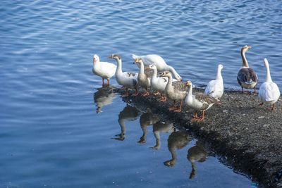 High angle view of seagulls on lake