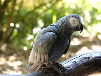 Close-up of bird perching on wood