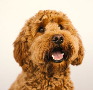 Close-up of dog against white background