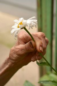 Close-up of hand holding flower