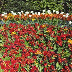 Full frame shot of multi colored flowers