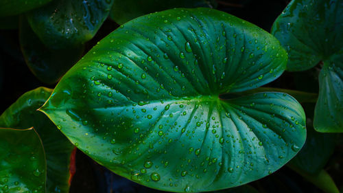 Close-up of wet plant