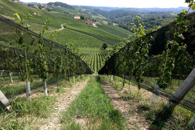 Vineyard against sky