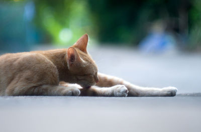 Side view of a relaxed cat