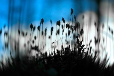 Close-up of plants against sky