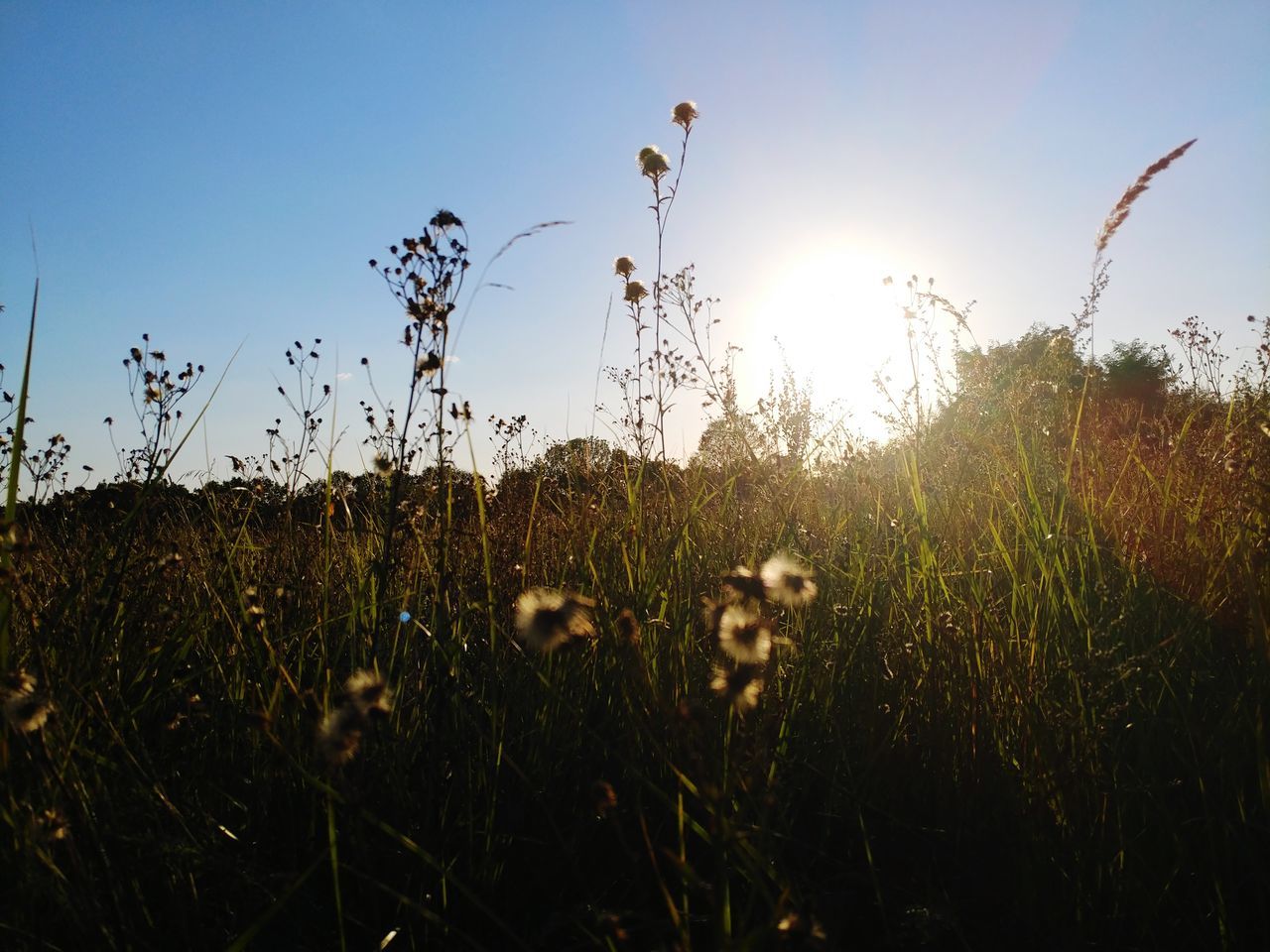 plant, sky, growth, field, beauty in nature, land, nature, sunlight, grass, tranquility, flower, sun, sunset, no people, fragility, flowering plant, environment, tranquil scene, landscape, outdoors, lens flare