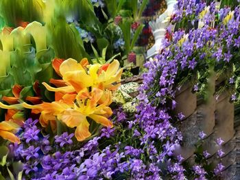 Close-up of fresh purple flowers blooming in garden