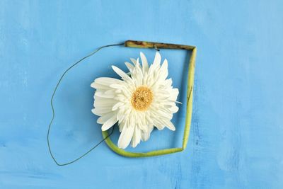 Directly above shot of white flower on table