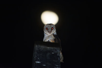 Portrait of owl perching on retaining wall at night