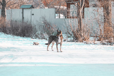 A street dog walks on a winter road