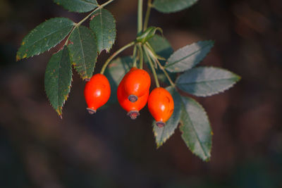 Close-up of cherries on tree