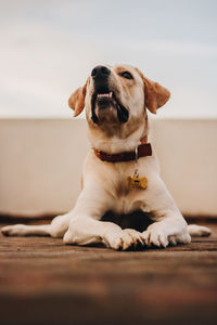 Close-up of dog looking away