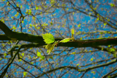 Low angle view of tree against sky