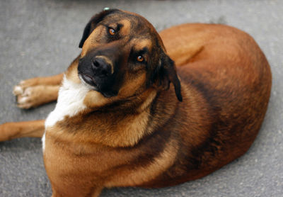 Close-up portrait of dog sitting at home