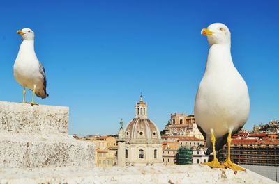 Seagull perching on building against clear sky