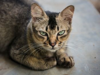 Close-up portrait of a cat