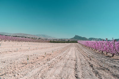 Scenic view of field against clear sky