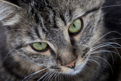 Close-up portrait of a cat