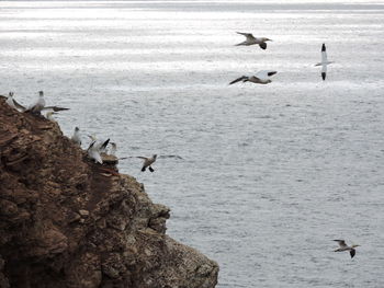 Seagulls flying over sea