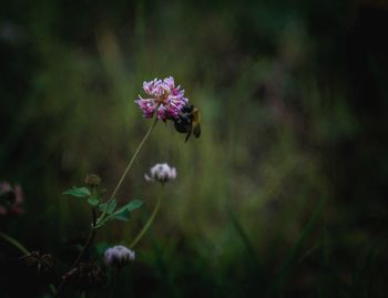 Close-up of purple flowering plant on field