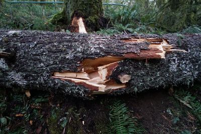 Stack of logs on field against trees in forest