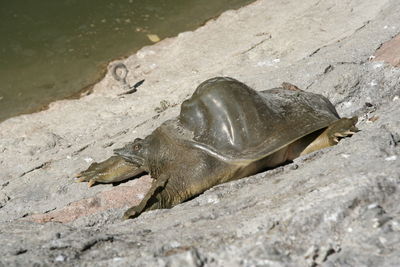 High angle view of lizard in water