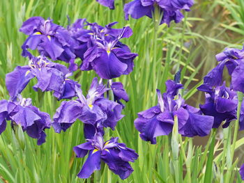 Close-up of purple flowering plant on field