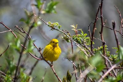 Bird perching on a branch