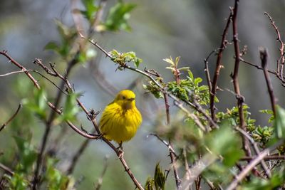 Yellow warbler perching on a branch