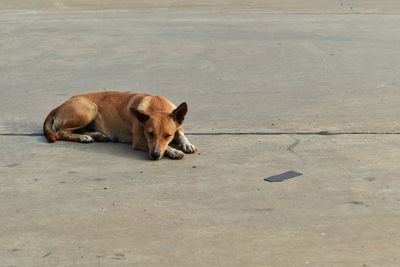 Dog lying down on footpath