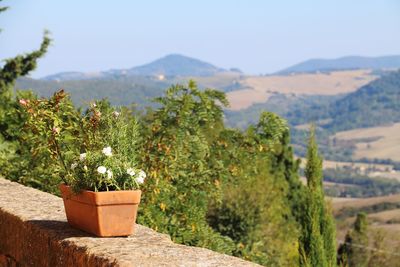 Potted plants on landscape against sky 