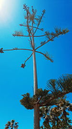 Low angle view of palm tree against clear blue sky