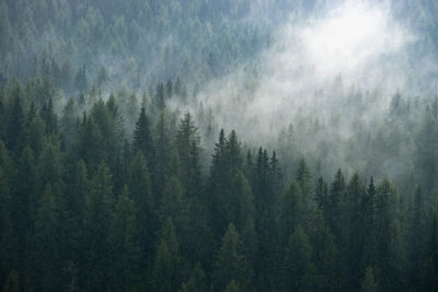 Panoramic view of pine trees in forest against sky