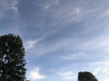 Low angle view of tree against sky