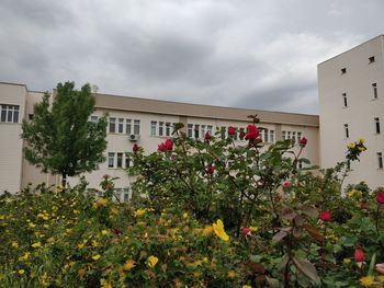 Flowering plants by building against sky